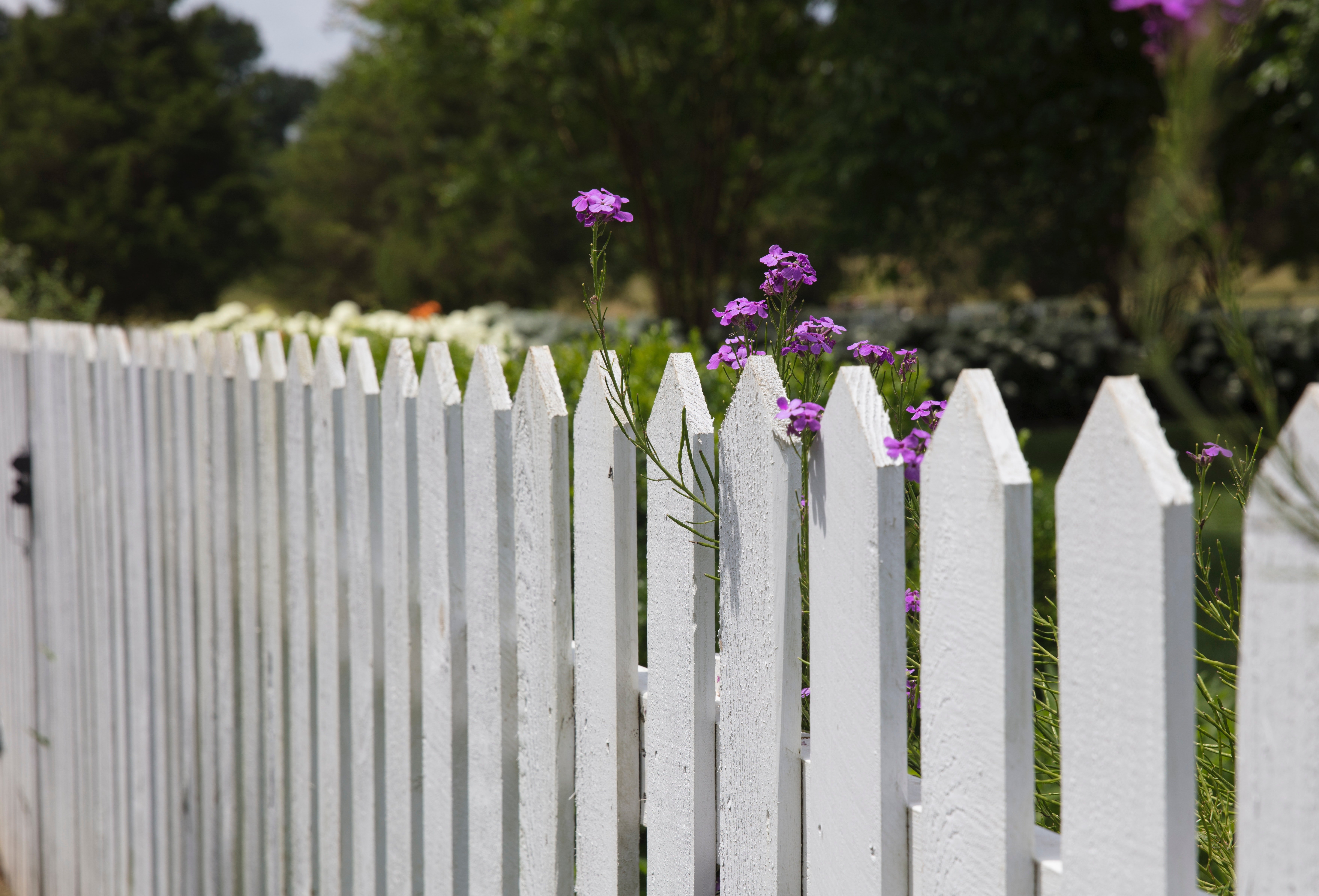 Bay Area Fence Best Wooden Fences for Texas' Extreme Weather White Picket Fence Purple Flowers